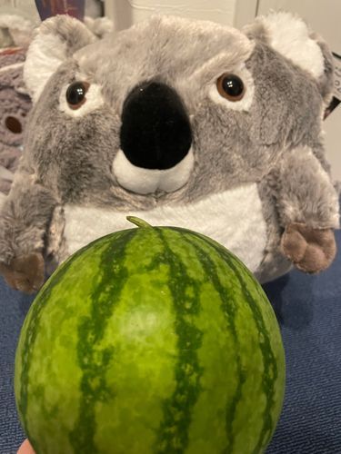 まるまるすいかとまるまるコアラ
にんげんのははが作った🍉は小さいけどなかなかよくできてたね
