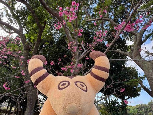 おきなわの さくらは そろそろ みおさめ🌸✨