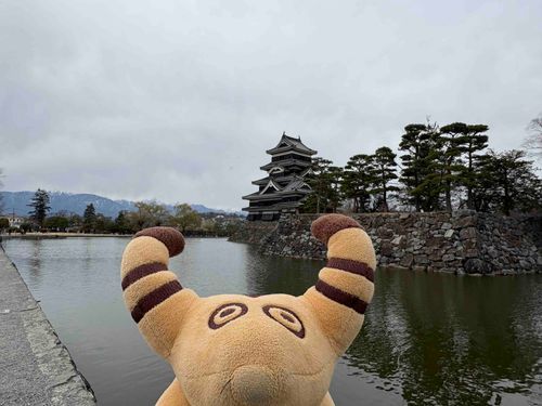 まつもとじょう🏯✨
おほりに はくちょうさん いたよ🦢🤍
