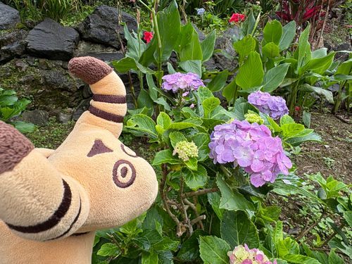 おきなわは つゆあけ☔️☀️
あじさいが いっぱい さいていたよ🌼