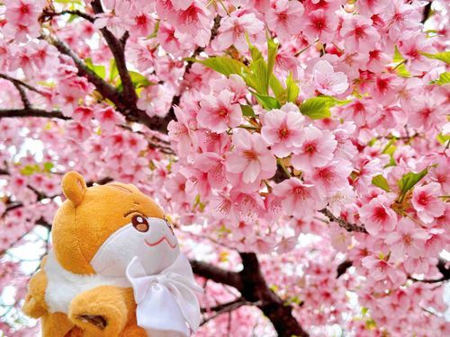 おお。。おはながたくさんだね？
ちゅんらみ はじめてみたㅎㅎ