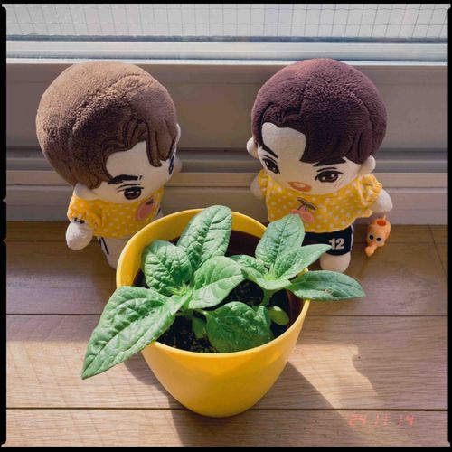 おおきくなるぬ🌻