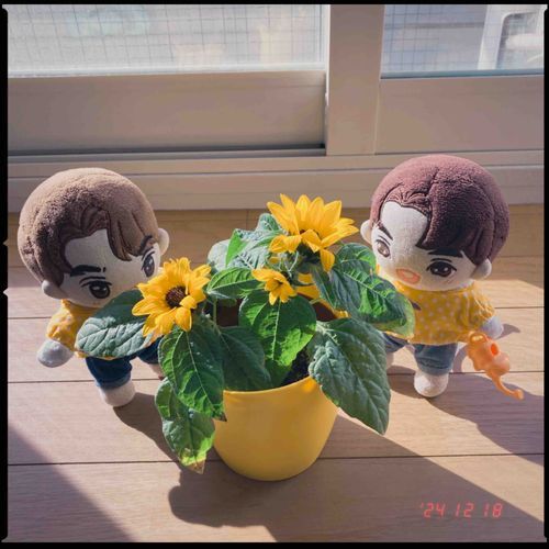 ぬいより おおきく なってきたぬ🌼
