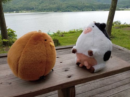 遊びに来ました