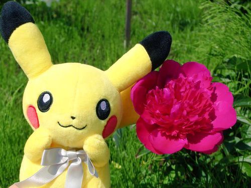 お嬢です、立てば芍薬座れば牡丹…そんな女子に憧れるのです…ピカチュウには無理？？