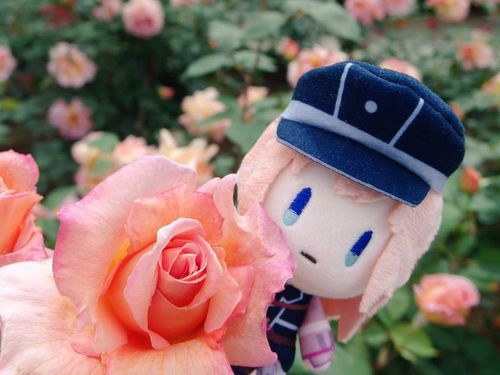 乱藤四郎だよ、主さんが「乱ちゃんの髪色みたいなバラだね」って撮ってくれたよ