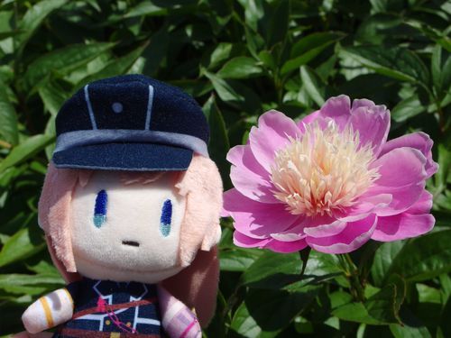 面影と撮ったよ、面影っていう名前の芍薬の花なんだって