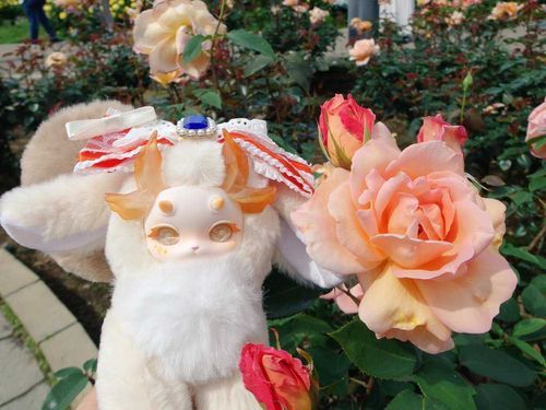 モアみゃ、植物園でバラを見てきたみゃ
綺麗なお花みゃ〜