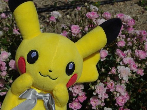 普段は大きいバラばかり見るけど…
こんなに小さなバラがあるの！