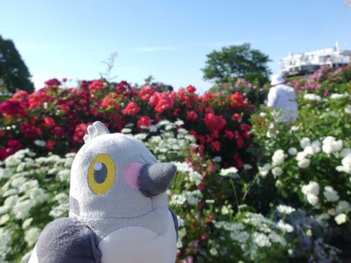 みんなでお散歩、楽しかったっぽ〜
