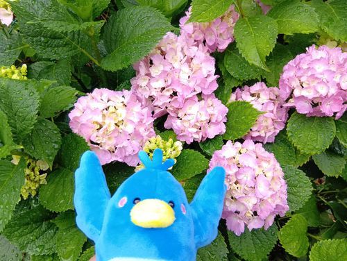 某SNSをリストラされた青い鳥、です！
またあのSNSに動きがあって主さんもバタバタ、紫陽花見て落ち着こ！