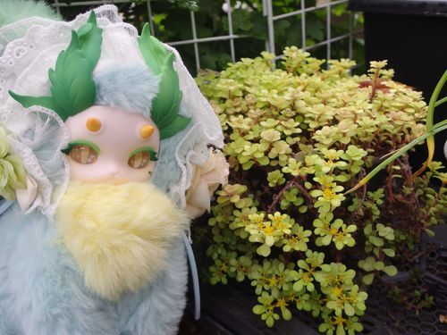 ハーブみゃ、マルバマンネングサが咲いたみゃ
お星さまみたいな黄色いお花、花言葉は「静寂」「落ち着き」「私を思って」、わりと強い性質で「持続性」「希望」、セダム属の「枯れることのない愛」「星の輝き」なんていうのがあるみゃ！