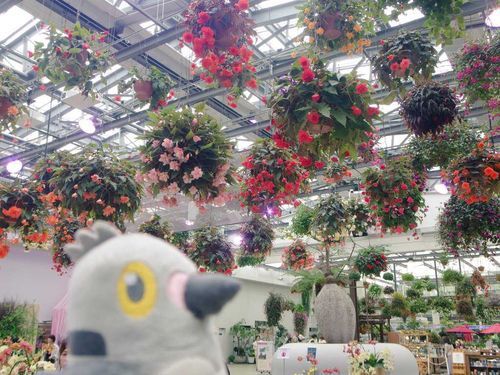 いつものところはお花がいっぱいで主さんが元気になれるところっポ