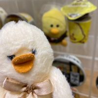 がちょこ