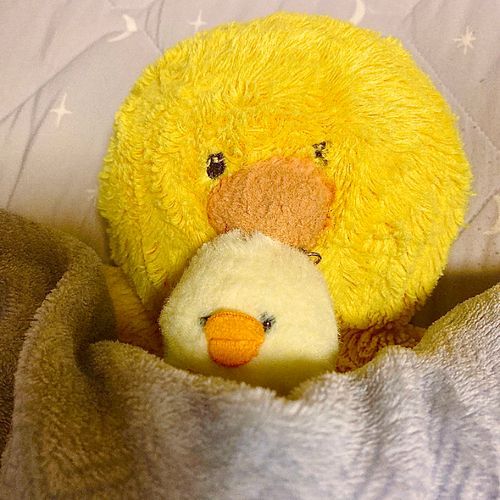 おうち用がちょこ(大)と
お出かけ用がちょこ(小)がいます🐤

今日は一緒におやすみなさいっ