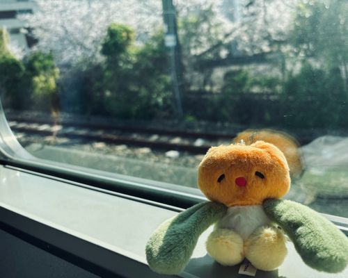 🌷‪🔆‬✨
（あたらしく おむかえされた チューリップのようせいさんです🌷)