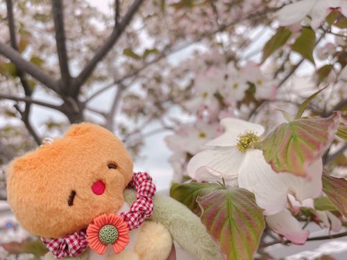 🌷＜🌸✨？
(これは なんて おはななのかな？ピンクで かわいいね！)