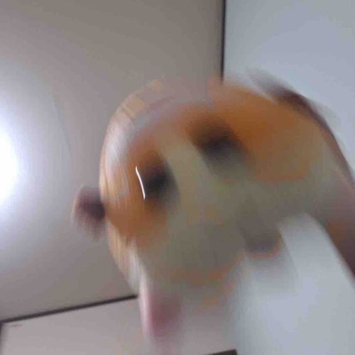 ｺﾝﾊﾞﾝﾊｯ