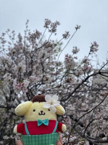 お花見たのしいなあ💭⸒⸒

