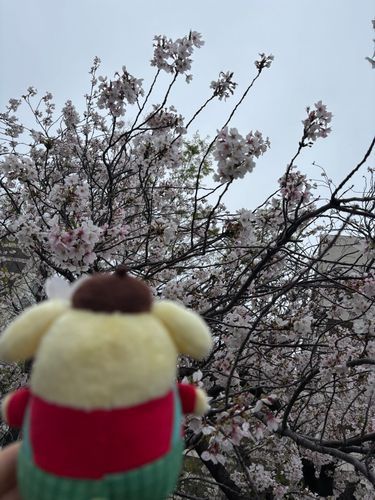 今日ぽかぽかで気持ちよかったね〜🌸
