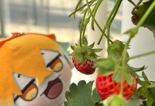 いちご摘みにきたぬい

#一個あげるね