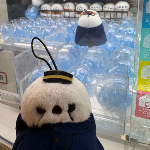 新しい子👀