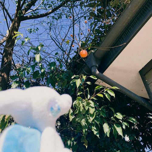 柿がいっこだけ、落ちてきそうなんだよな…そわそわ