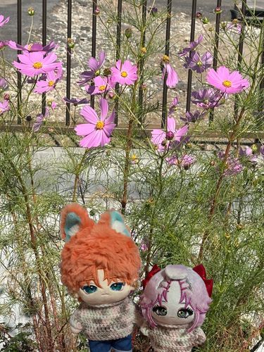 コスモス綺麗✿ﾟ❀.(*´▽`*)❀.ﾟ✿