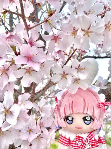 👑 さくらですよ！