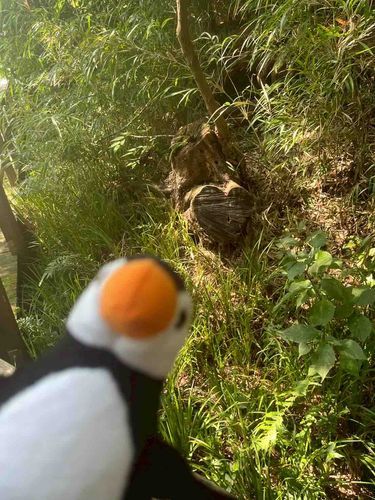ハートの切株です。
ペンギンも嬉しそうです。
