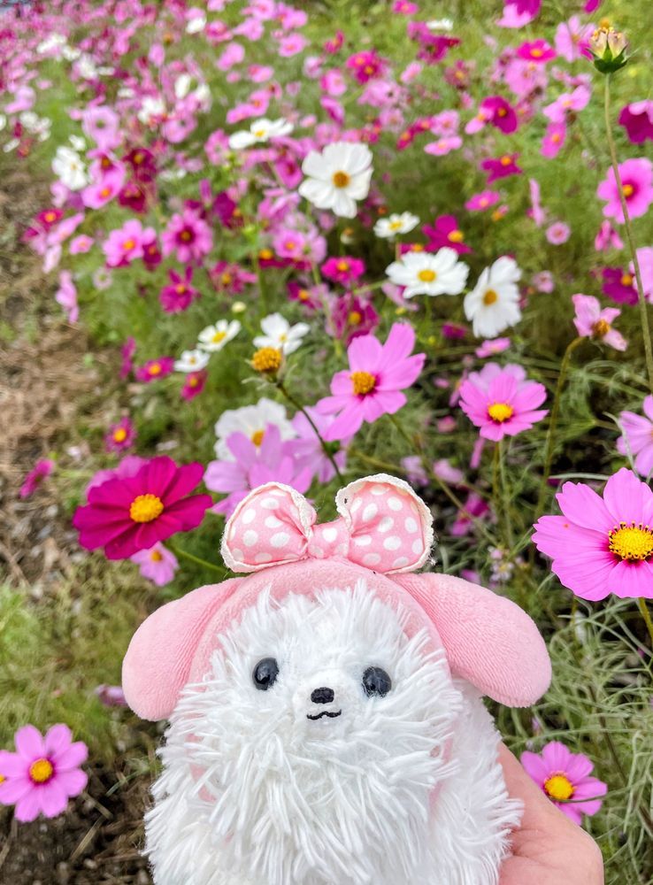 川沿いにコスモス❣️僕くらいの大きさのお花！色とりどり‎🤍🩷帰りファミマでカボチャモンブランに🈹シール貼ってた現場を目撃、すぐ手にとったぞ😆アルルにお土産！っとモモも来たー( ´•ᴗ•ก )💦皆で仲良くね♡
