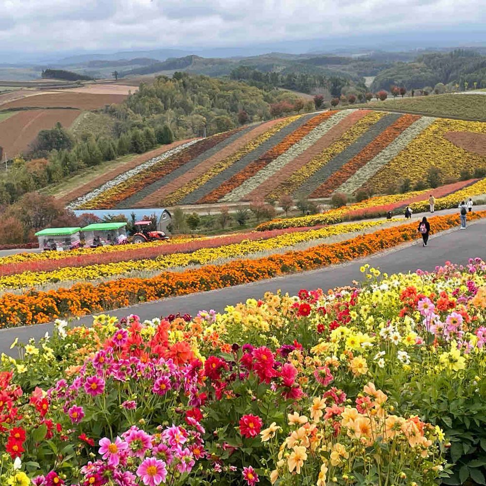 北海道最終日‼️美瑛の丘と青の池へ〜
丘は10月だけどお花満開で上から見るお花のシマシマがキレイだった🌸
青の池は思ったより青くて感動したぞ‼️💙（僕合成）お土産にお煎餅買った❣️そうそう、ここで連行したモモンガのパポです、よろしくね( * ॑꒳ ॑*)✌️
北海道写真のお付き合いありがとう〜😊