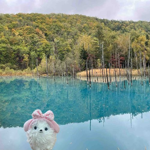 北海道最終日‼️美瑛の丘と青の池へ〜
丘は10月だけどお花満開で上から見るお花のシマシマがキレイだった🌸
青の池は思ったより青くて感動したぞ‼️💙（僕合成）お土産にお煎餅買った❣️そうそう、ここで連行したモモンガのパポです、よろしくね( * ॑꒳ ॑*)✌️
北海道写真のお付き合いありがとう〜😊