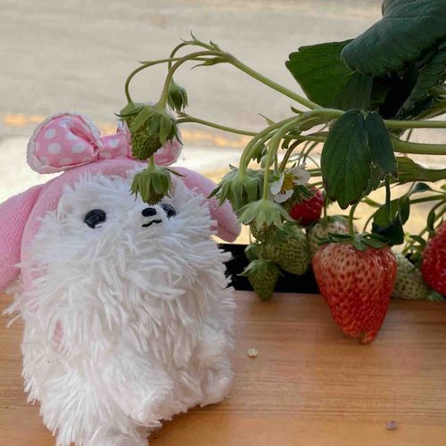 ふむふむ、この子はまだ青いぞ、頑張って大きくなぁれ！僕は食べごろ🍓でモンブランとスムージーをいただくよ(*ˊᵕˋ*)🌸のカードにお願い事書いてお店の🌸🌳を満開にするんだって‼️僕も参加〜φ(･ω･*)☆･ﾟ:*　