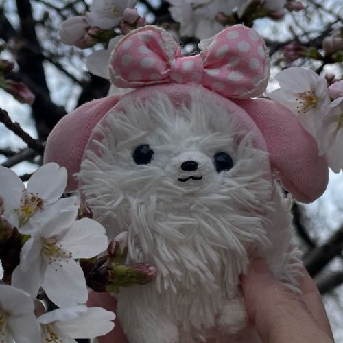 僕んとこも🌸チラホラ‼️でも花より団子ぜよ🍡その後く〇寿司へ〜ちょいとこれ、マグロアボカドチーズですけどちっちゃっ💦デザートに感動のプリンといちごパフェ食べた‼️僕は柔らかプリン派なので美味かったぞ🍮