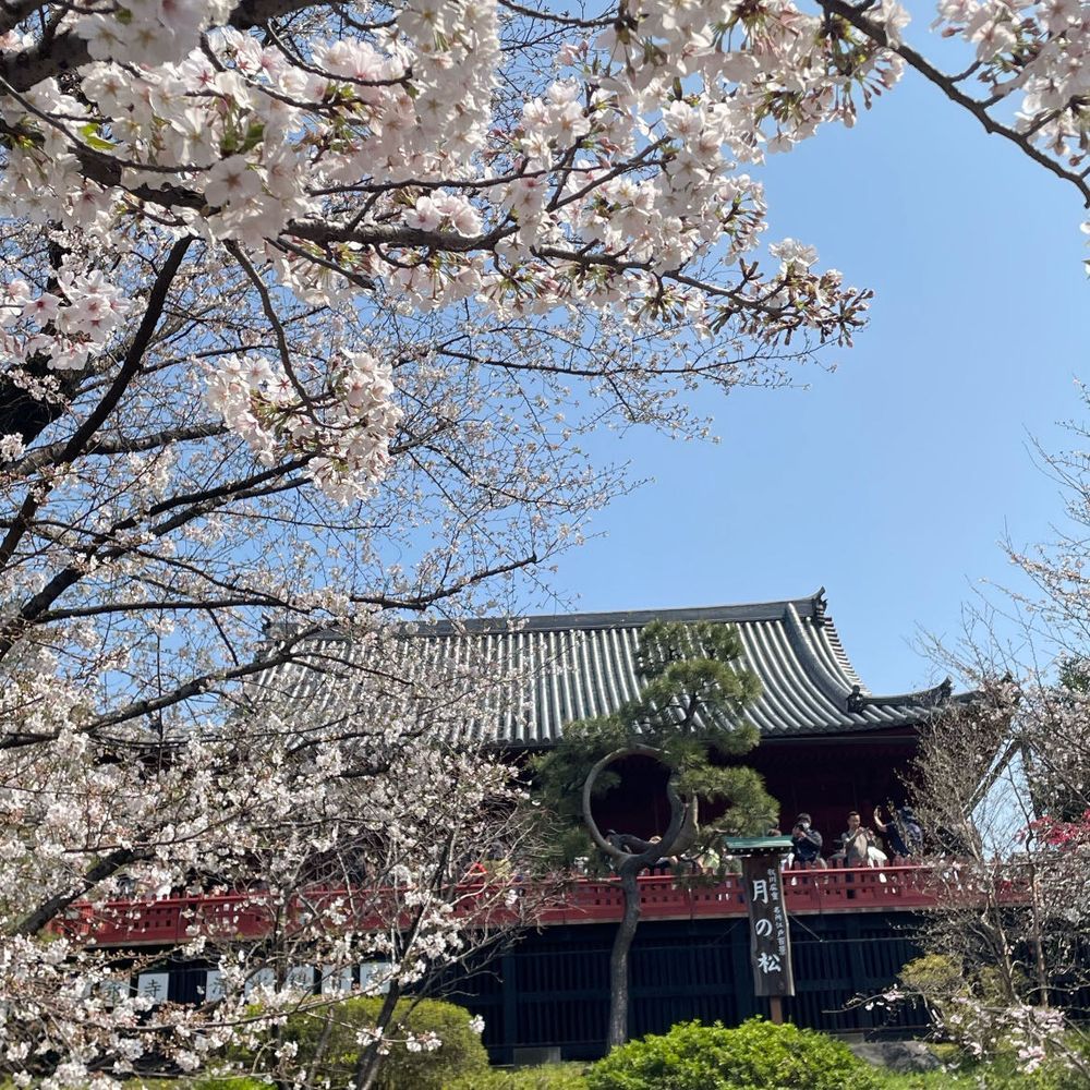 🚃でGO！眩しいのでグラサンしたぜ、ワイルドだろ〜😎このお菓子うまし🍪
場所は上野公園🌸2枚目の松、枝がまんまるその名も月の松🌕🌲( ˶°◻︎°˶)ヘビ人間もいたぞ(⊙⊙)!!上野は人人人…🌸も満開ですごかった🍻🏮