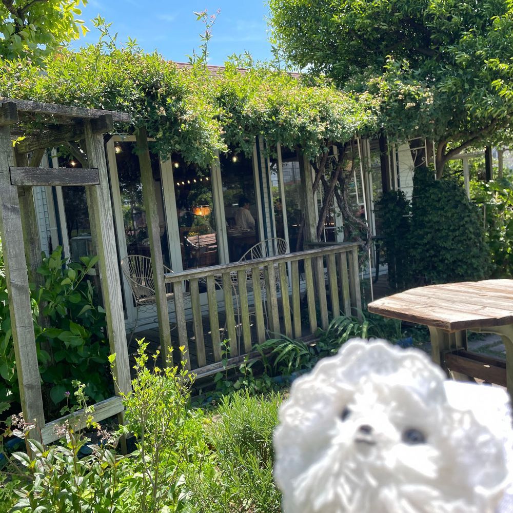 母の日、おねえちゃんが主を美味しいお店へご招待♡ヘルシーなプレートうましだったぞ(*´༥`*)♡庭もお花たくさん、4枚目のこの花何ぞや❓かわいい‎形🧡‬あっ、僕今日はバブちゃんでちゅ〜ばぶぅ👼🏻‪‎🤍