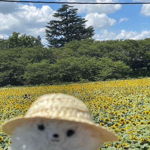 溶けそうな体を引きずりひまわり🌻見てきた‼️少し🌻ぐったり気味だったけど広大なひまわり畑に夏を感じた僕。もちろん帰りは🍦で(*ˊ˘ˋ*)｡♪:*°〆疲れ顔🤣