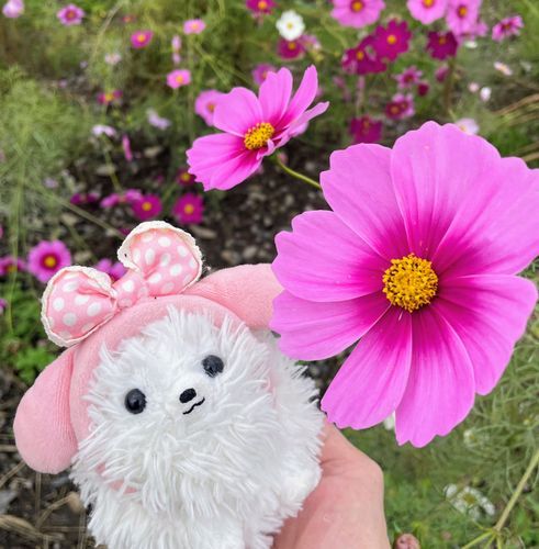 川沿いにコスモス❣️僕くらいの大きさのお花！色とりどり‎🤍🩷帰りファミマでカボチャモンブランに🈹シール貼ってた現場を目撃、すぐ手にとったぞ😆アルルにお土産！っとモモも来たー( ´•ᴗ•ก )💦皆で仲良くね♡