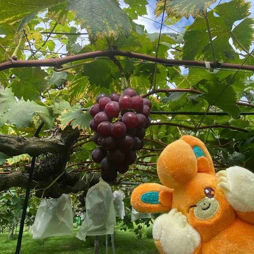 ぶどう狩り🍇