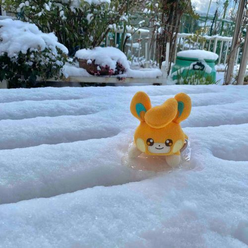 ちょっと積もったね❄️
