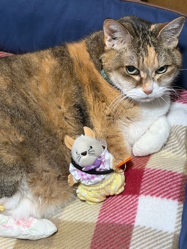 うちのにゃん🐱とｵﾃﾀﾞﾏﾈｽﾞﾐ🐭
うちのにゃんはねねって言うんだけどねねは最近手術をして靴下を履いてるよ🧦😂