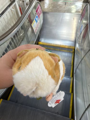 本日仲間にしたモルモット!!
名前をつけよう!!君はポテチだ🥔