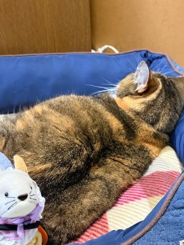 ねねに会いに来たよ😸
元気でいてね🫵🤍