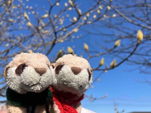 お友だちのハンサムくん(顔がシュッとしててハンサムだからハンサムくん笑)とおさんぽだよ！
ハクモクレンさんのつぼみがぷくぷくしてきてる❗️もうすぐかな❓
