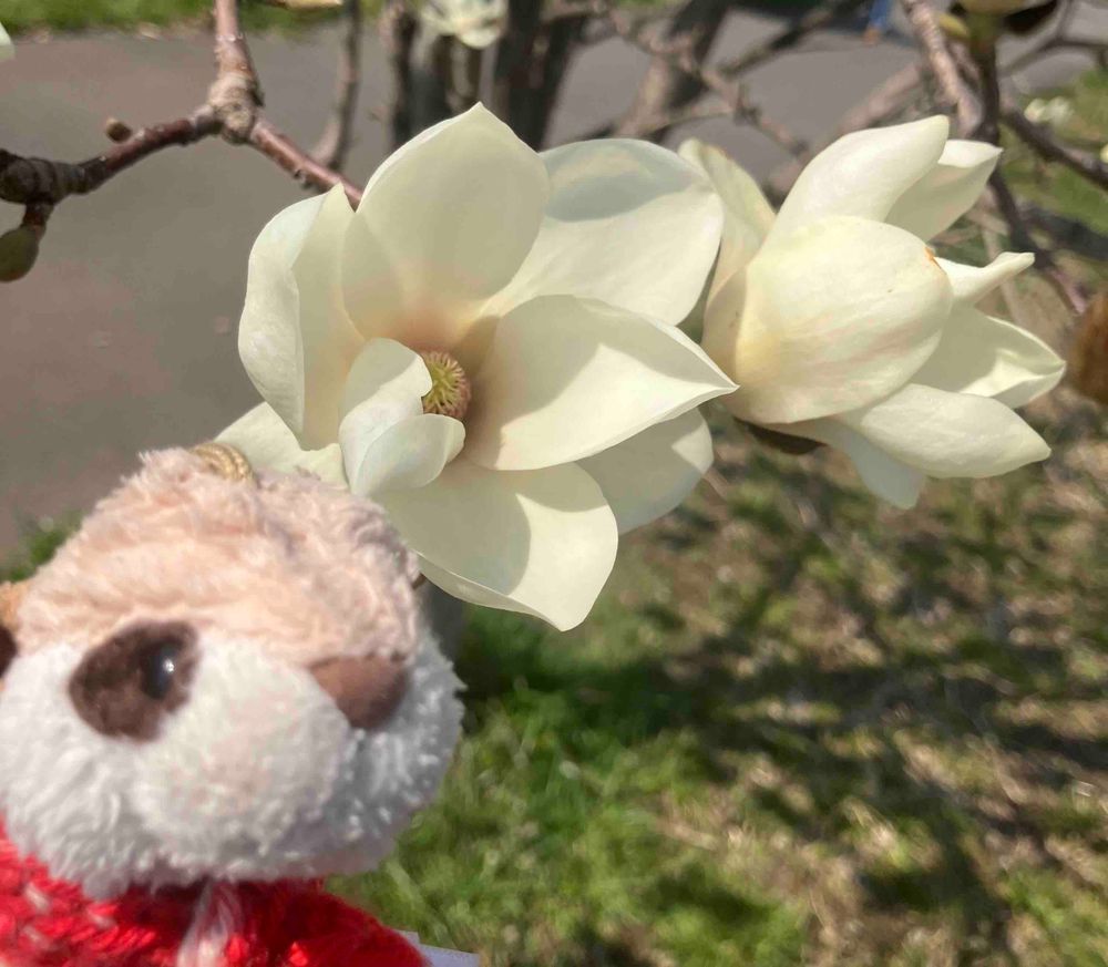 お友だちのしまちゃんとおさんぽ☀️ ハクモクレンがちょーまんかい🌸✨
キレイだったよう😍