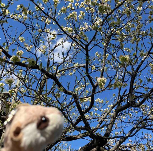 このお花なんのお花か知ってる子いる❓
花びらがクルン♪ってなってるんだよね〜✨
AIでハンカチの木とかハナミズキとか出たけど、ちがうと思う笑