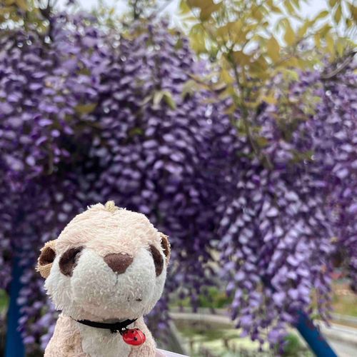 ふじのお花✨　ミツバチ🐝さんブンブンしてた❗️