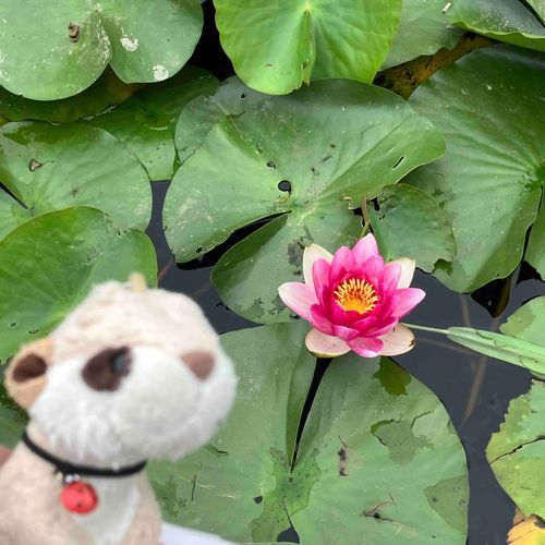 ええとハスの花❓スイレン❓
さいてたよ✨キレイ😍
レンコンはできるのかな❓
