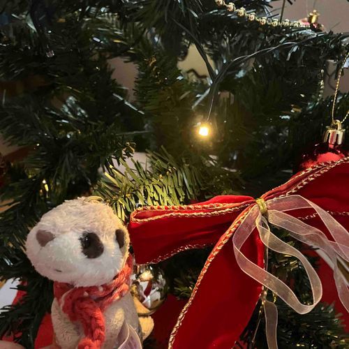 ぼくんちもクリスマス🎄ツリーをついにせっちしたよ✨
ぼくが木にのぼるとここにすんでるみたいな野生にもどったかんじ？になる笑
すんじゃおうかな〜😆